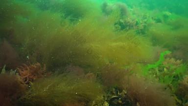 侵入性的物种入侵者黑色的海德斯马雷斯蒂亚维里迪斯物种棕色（的）藻类发现在世界范围内铈浒苔多音